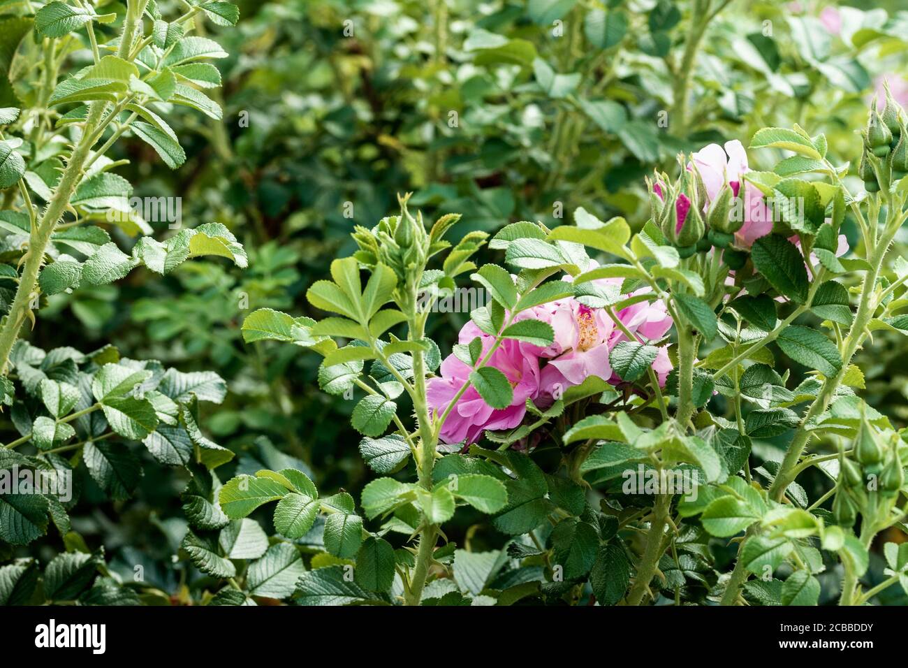 Belleza en la naturaleza. Flor entre las hojas verdes. La foto fue tomada en el Jardín Botánico de Chelyabinsk. Foto de stock