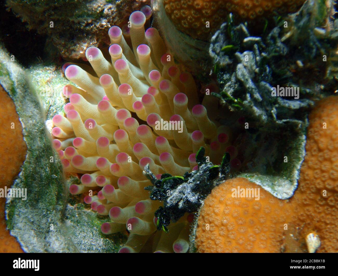 Bichos de los arrecifes de coral del mar caribe. Foto de stock