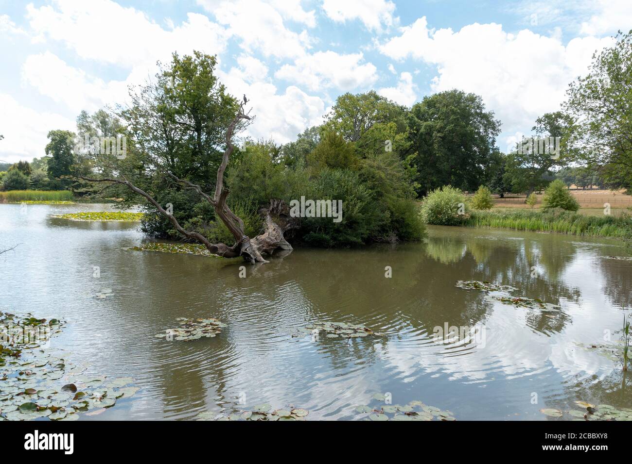una vista de cerca de un estanque o lago en un jardín abierto Foto de stock