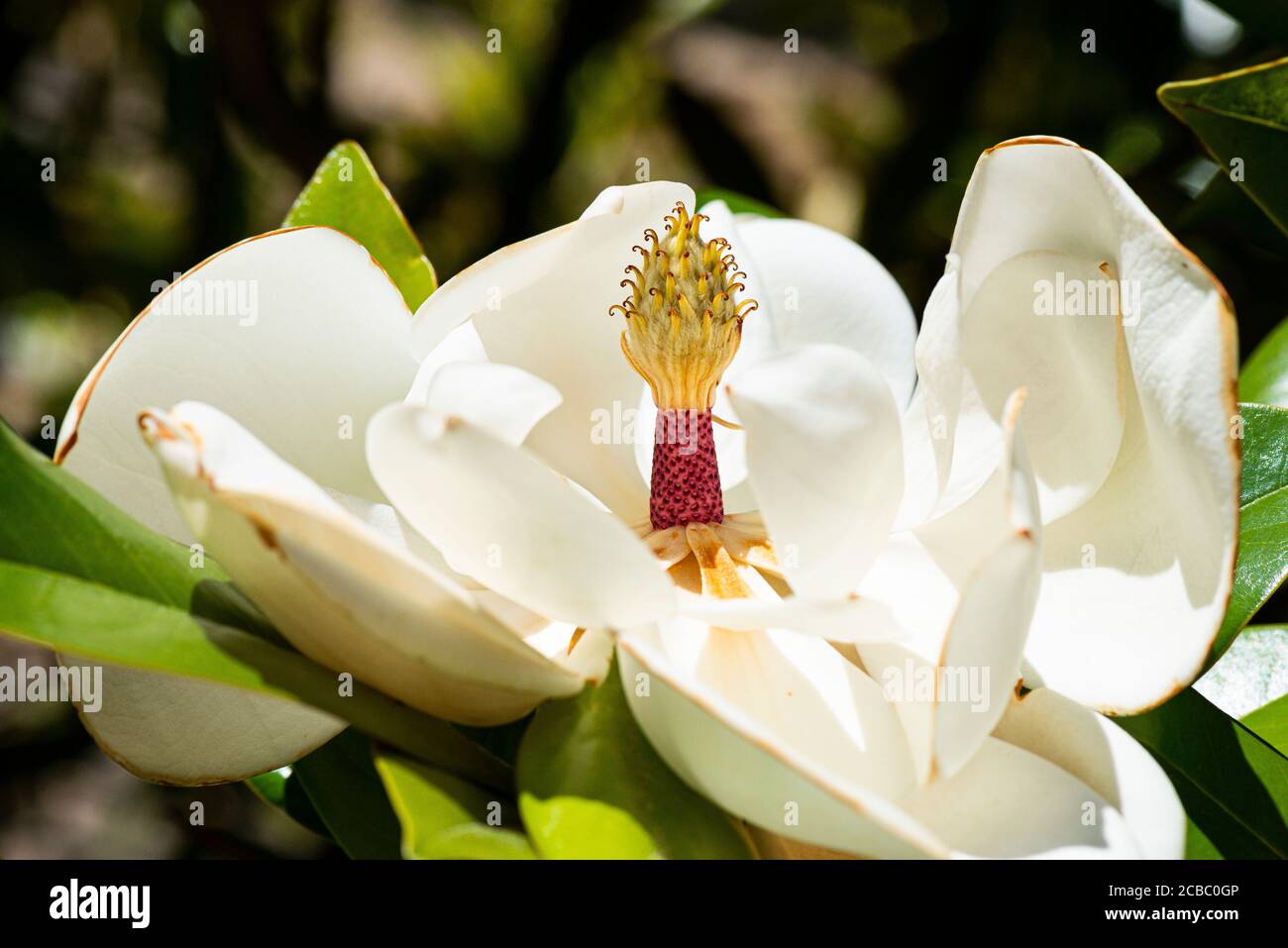 La flor de un toro bay (Magnolia grandiflora) Foto de stock