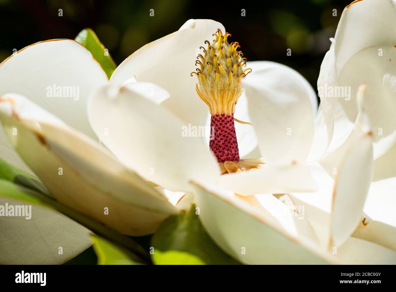 La flor de un toro bay (Magnolia grandiflora) Foto de stock