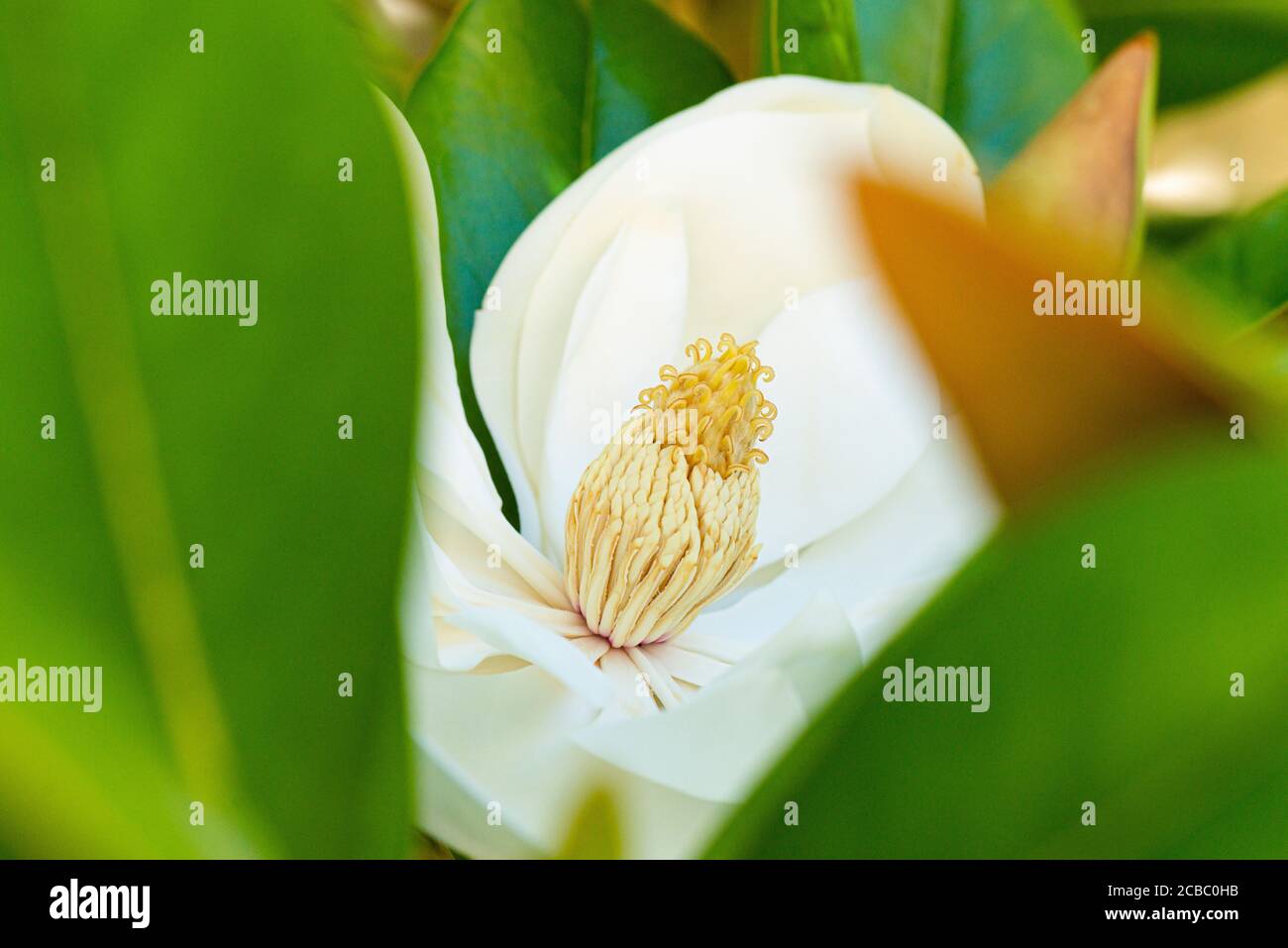 La flor de un toro bay (Magnolia grandiflora) Foto de stock