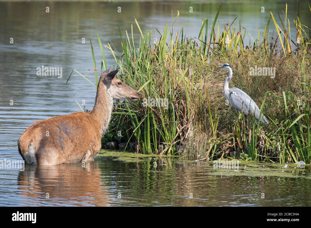 Ciervo tratando de subir a la isla del lago con Heron protección Foto de stock