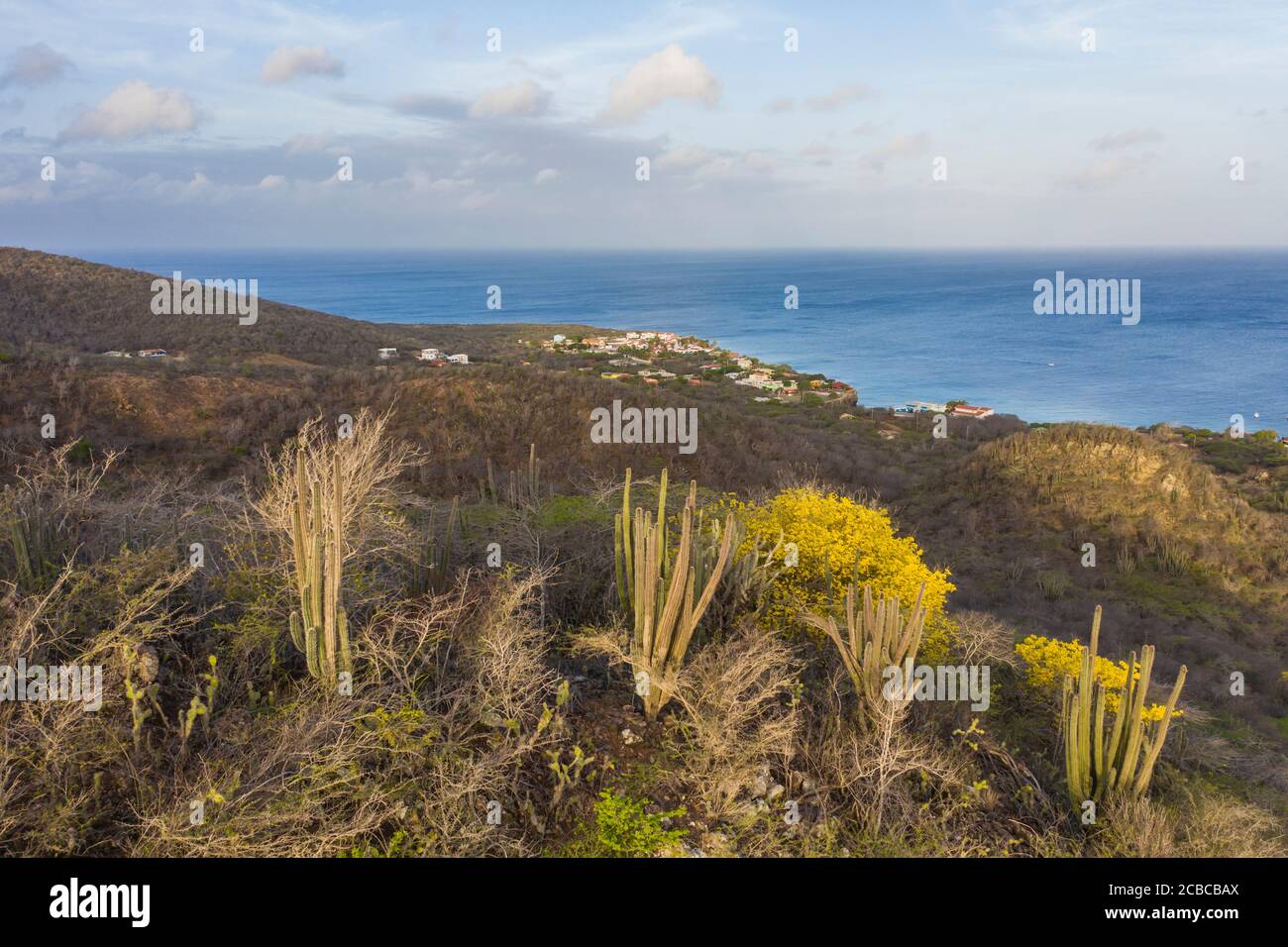 Paisaje con árboles Kibrahacha amarillos en la isla de Curacao / Caribe Foto de stock