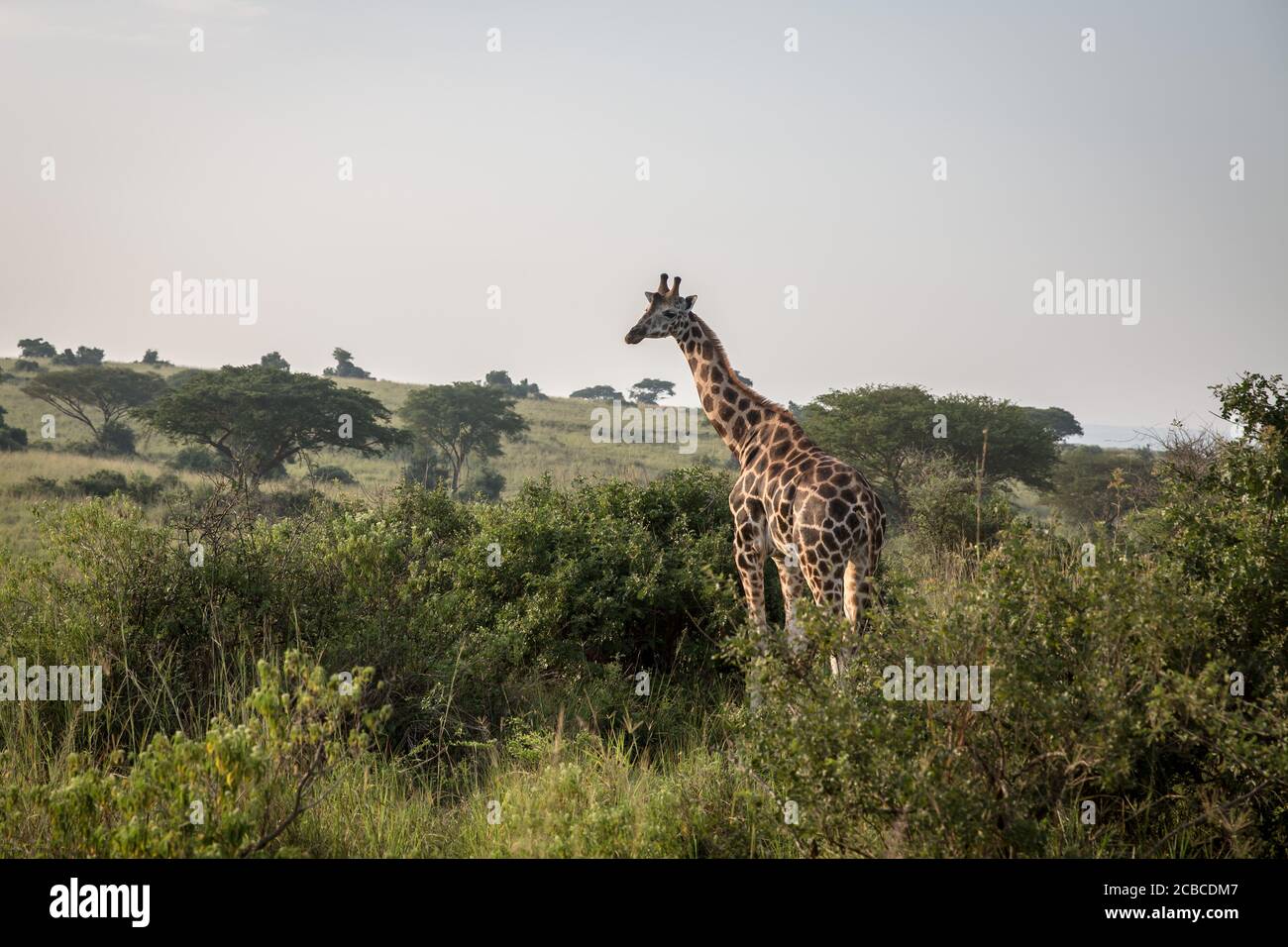 En Murchison Falls, el parque nacional más grande de Uganda, aparece una jirafa. La caza furtiva ha aumentado en Murchison Falls desde que comenzó la pandemia, mientras que se espera que Uganda pierda más de mil millones de dólares en turismo este año. Foto de stock