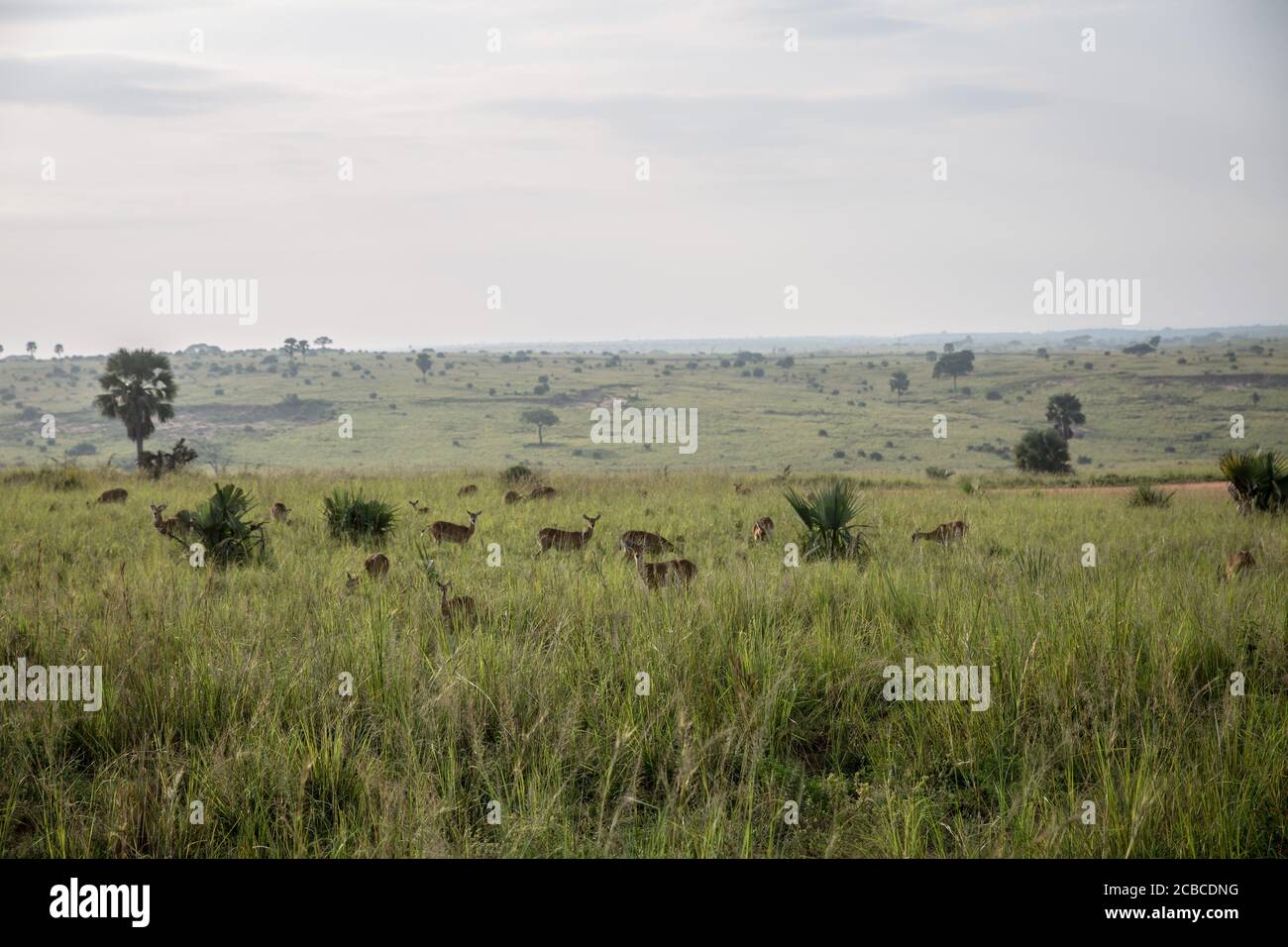 Los kobs ugandeses se encuentran en las cataratas Murchison, el parque nacional más grande de Uganda. La caza furtiva ha aumentado en Murchison Falls desde que comenzó la pandemia, mientras que se espera que Uganda pierda más de mil millones de dólares en turismo este año. Foto de stock