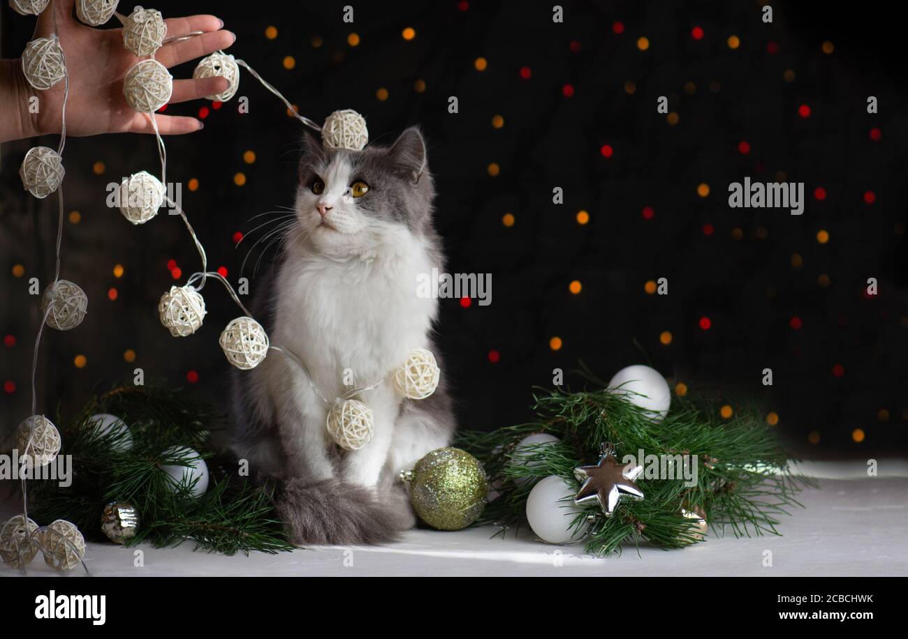 Gatito rompió un árbol de Navidad. El gato destruye el árbol de Navidad. La  mujer limpia después de que el gato haya dado la vuelta al árbol de Navidad  Fotografía de stock -