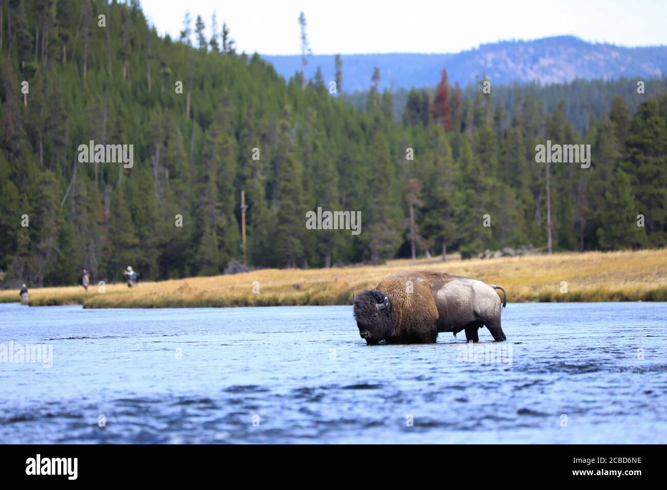 Búfalo de bisonte americano caminando en un río en Yellowstone National Parque Foto de stock