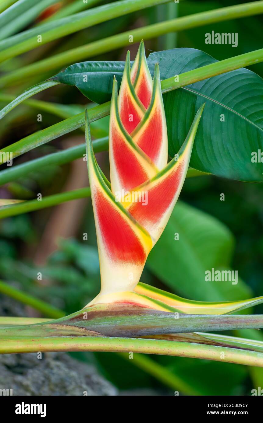 Bonita flor tropical de la planta de Heliconia fotografiada en Barbados,  también conocida como langosta Claw Fotografía de stock - Alamy