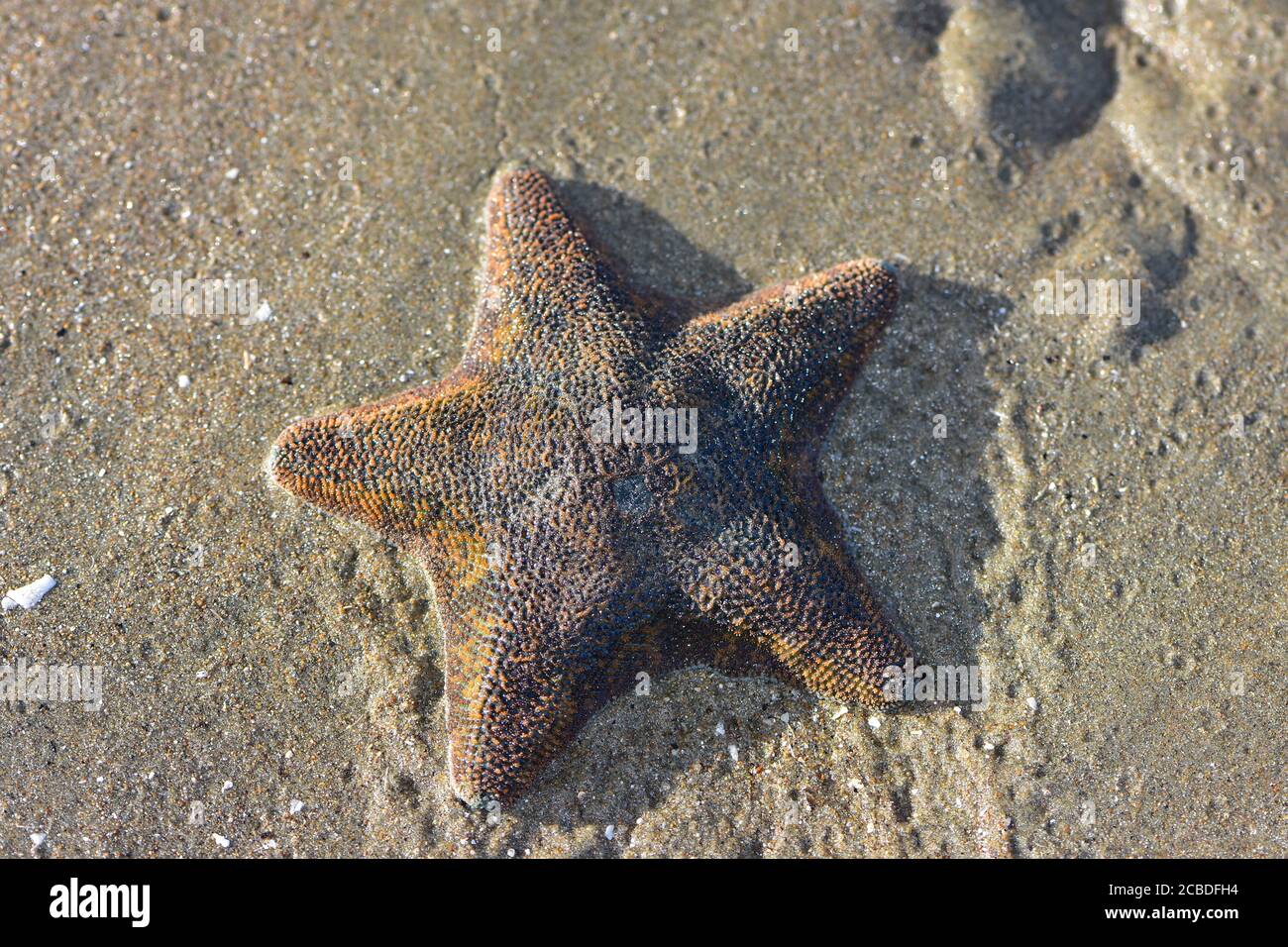 Cojín estrella de mar Patiriella regularis expuestos al aire arrastrándose en barro fino en marea baja. Foto de stock