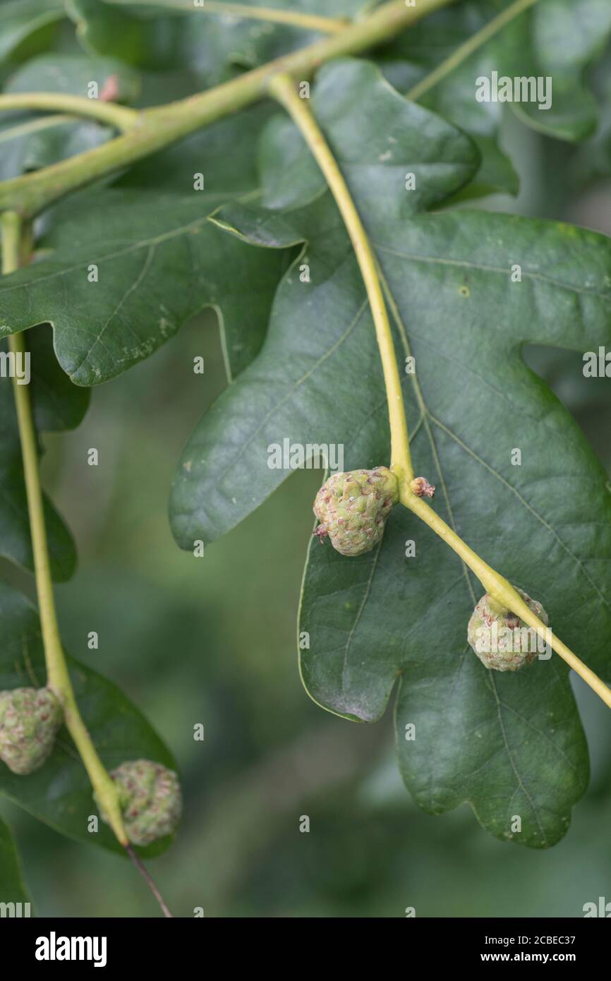 Pequeñas bellotas que se forman en Pedunculate Roble / Quercus robur árbol a finales de verano. Metáfora de pequeños bellotas crecen, grandes cosas pequeños comienzos, remedios. Foto de stock