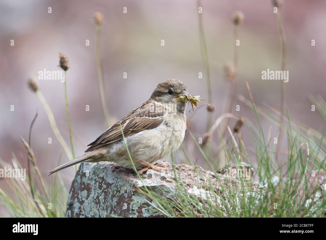 Sparrow de casa femenina (Passer domesticus) con presa saltamontes Foto de stock