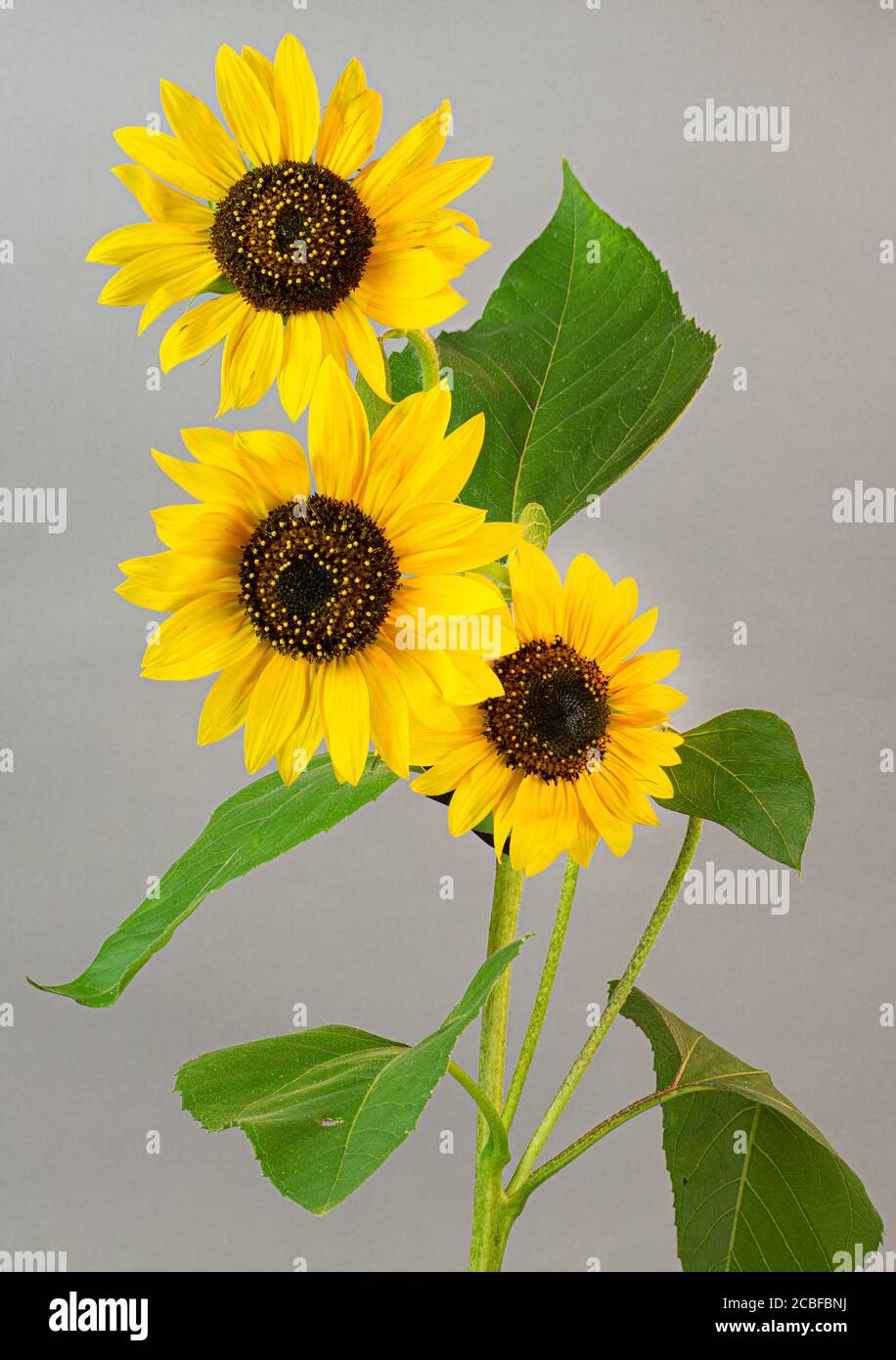 Polen produciendo flores masculinas fotografías e imágenes de alta  resolución - Alamy