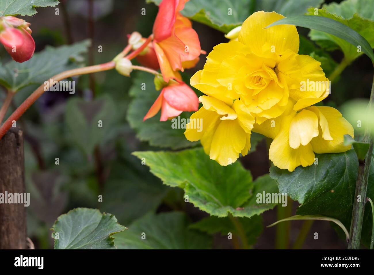Flores amarillas brillantes de begonias tuberosas, Begonia tuberhybrida,  floreciendo en el jardí begonia floreciente crece en el pote de flores  en el jardín. Planta con grande Fotografía de stock - Alamy