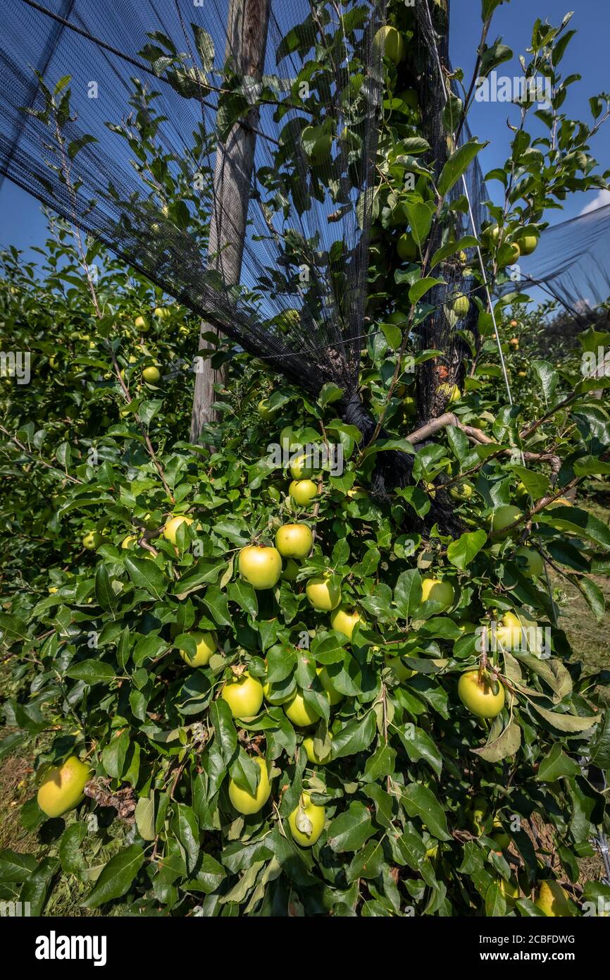 red protectora de granizo sobre las manzanas en estiria, austria Foto de stock