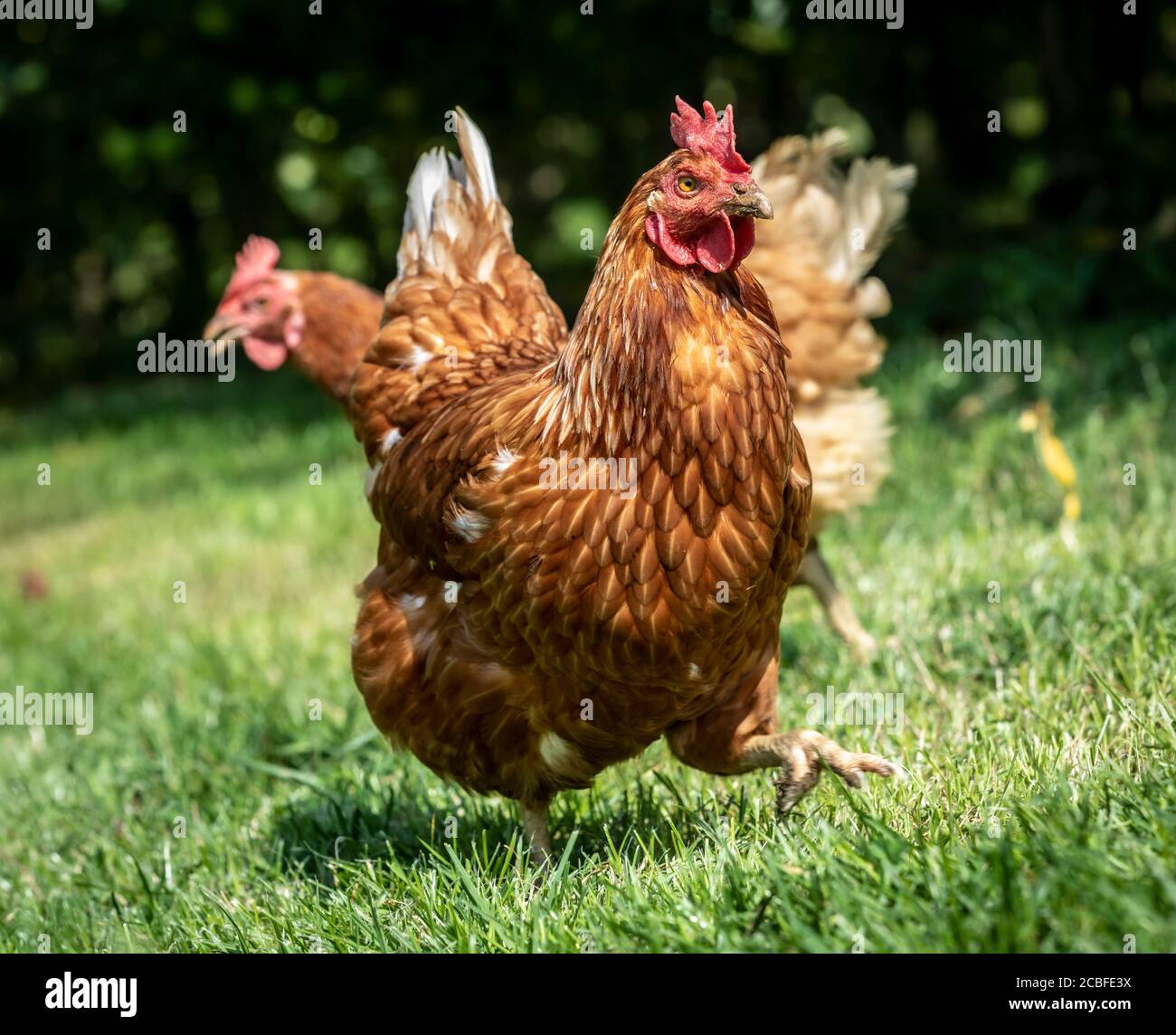 pollos de granja en una granja orgánica en estiria, austria Foto de stock