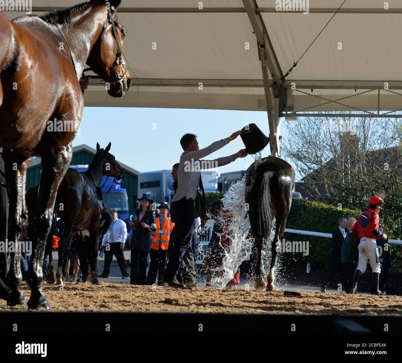 Enfriar caballos de carreras con agua Bienestar de caballos Foto de stock