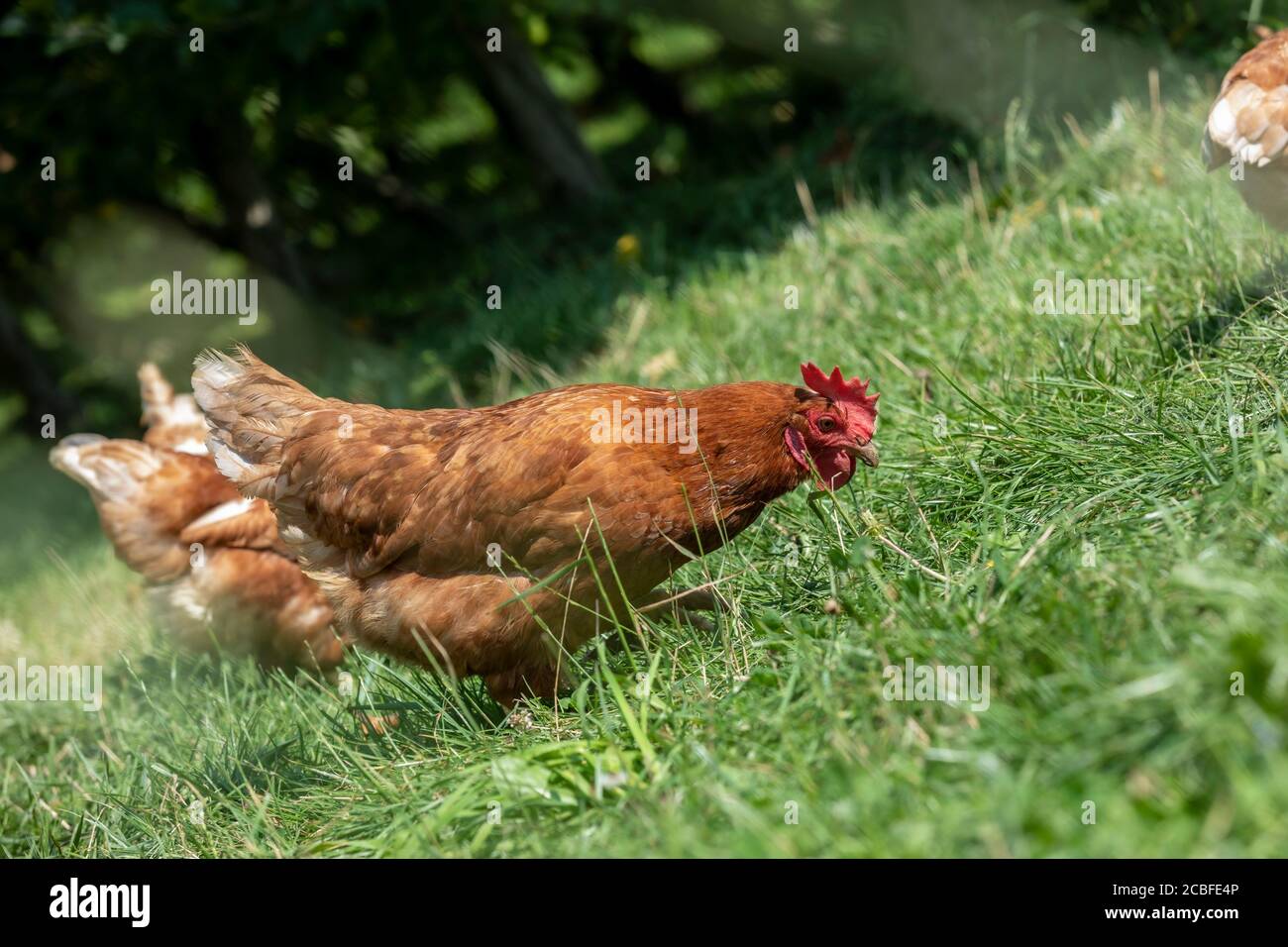 pollos de granja en una granja orgánica en estiria, austria Foto de stock