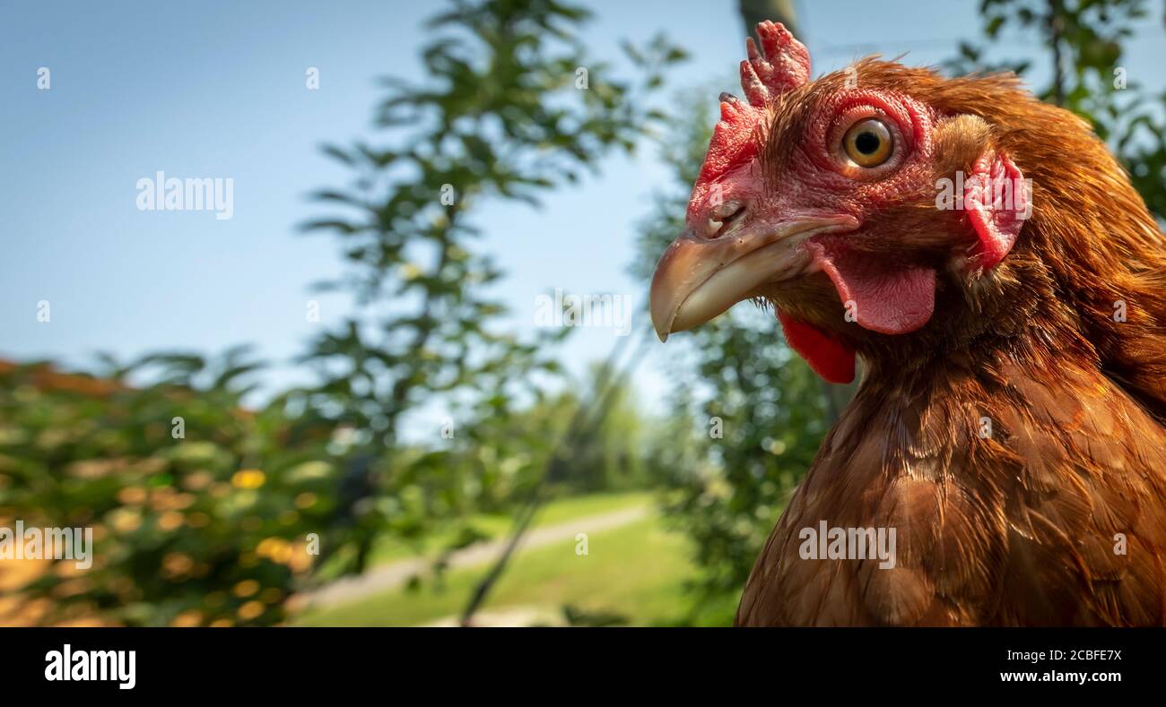 pollos de granja en una granja orgánica en estiria, austria Foto de stock