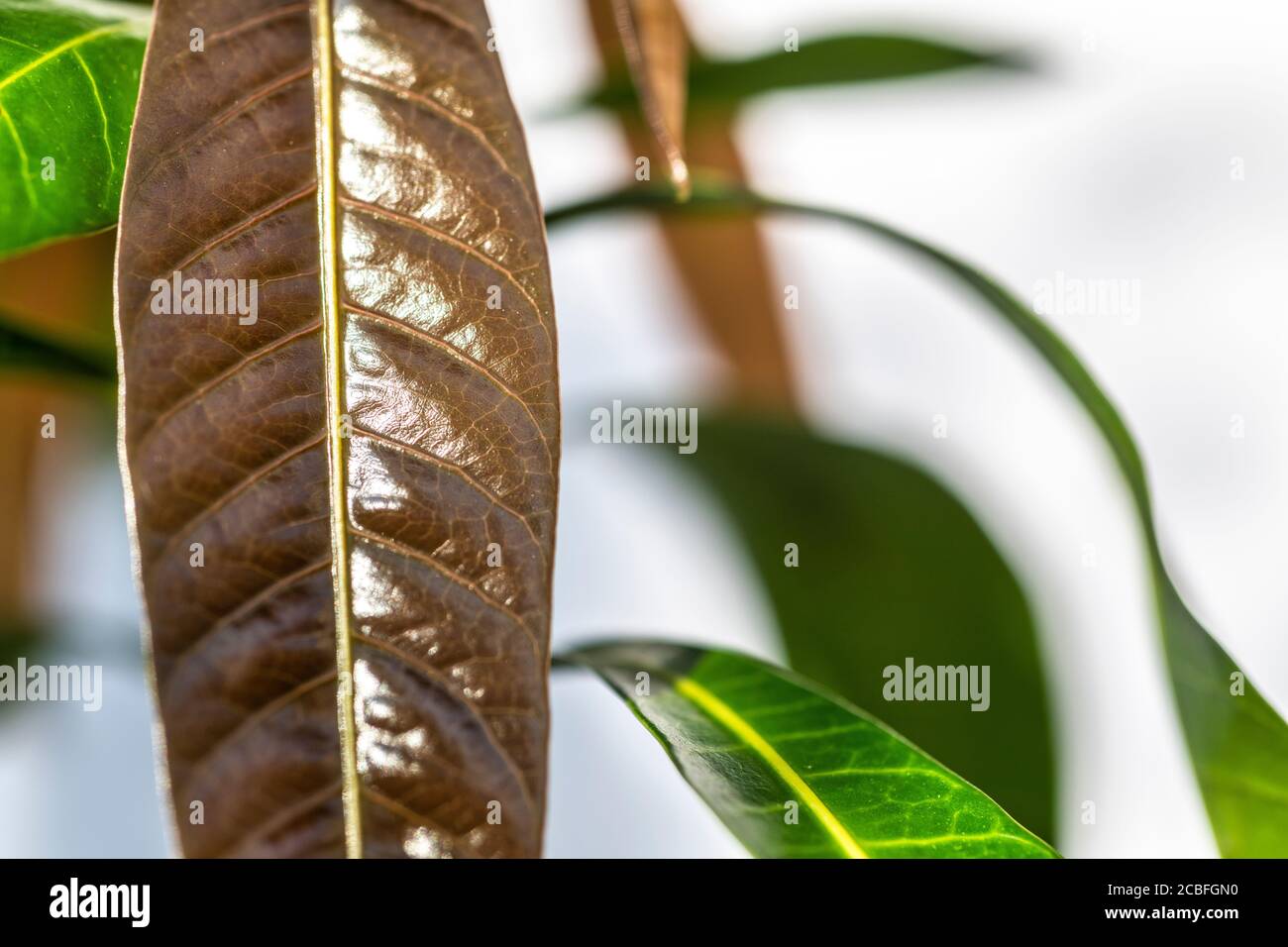 Planta de mango joven Badami - Mangifera indica Foto de stock