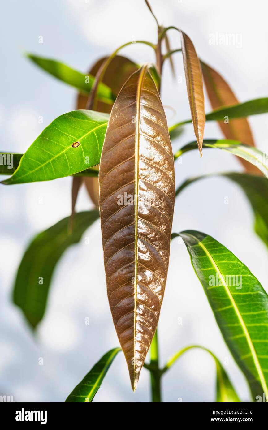 Planta de mango joven Badami - Mangifera indica Foto de stock