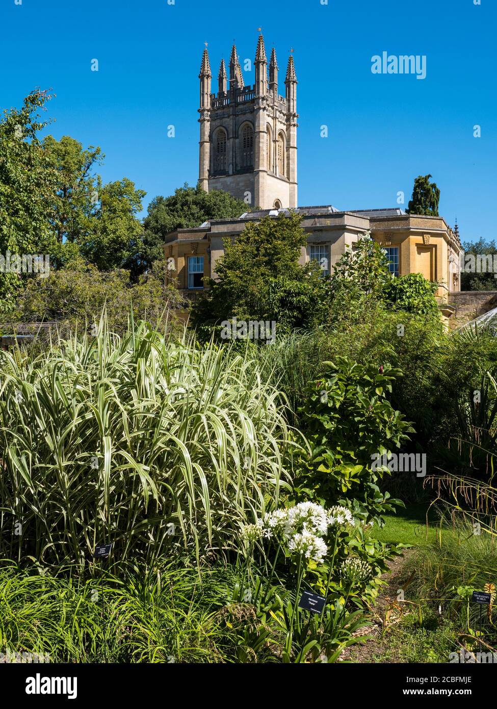 Jardines Botánicos de la Universidad de Oxford, con Magdalen Tower, Oxford Landmark, Oxford, Oxfordshire, Inglaterra, Reino Unido, GB. Foto de stock