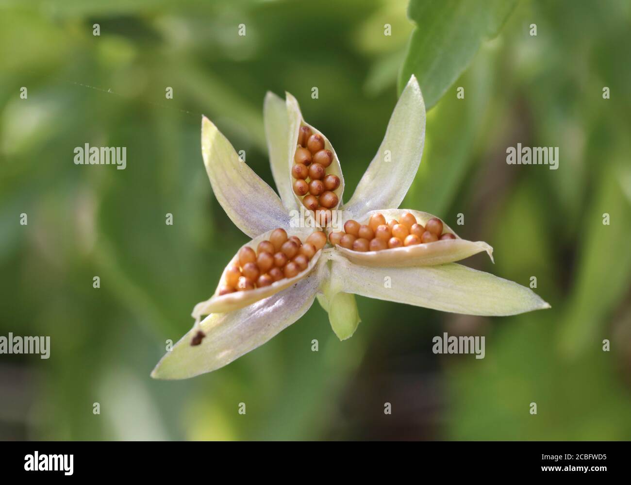 Cabeza de semilla de flor de Pansy con semillas, Teesdale, Condado de Durham, Reino Unido Foto de stock
