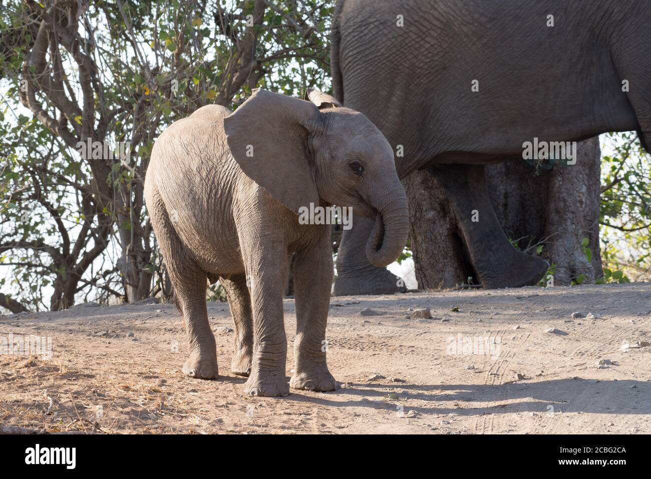 Elefante bebé de pie inmóvil con su tronco colocado en el suyo la boca y la madre en el fondo Foto de stock