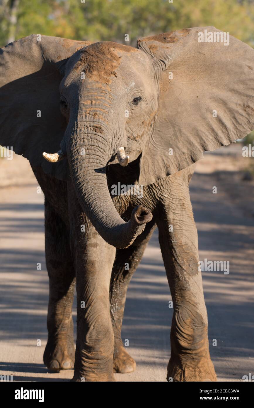 Elefante joven bloqueando el camino de pie en el medio con las orejas abiertas y el tronco en el aire Foto de stock