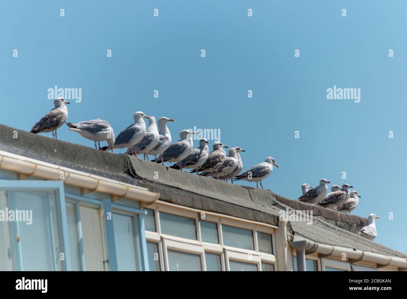 una vista de cerca de las gaviotas esperando en un línea larga en la parte superior un techo de una casa de vacaciones en la playa esperando para recoger comida Foto de stock