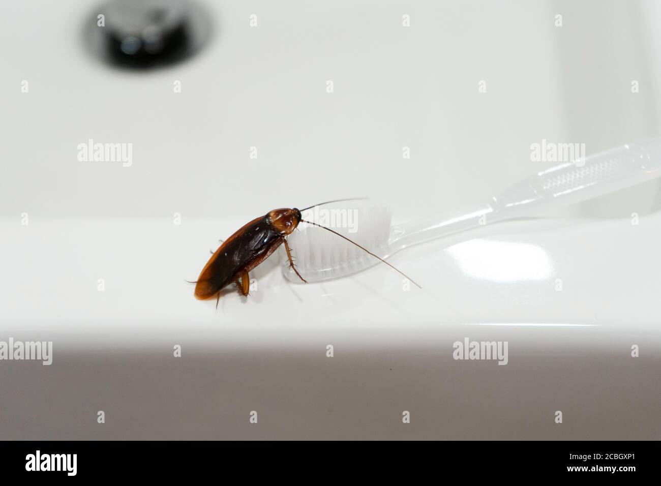 Cucaracha en el baño en el lavabo. El problema con los insectos Fotografía  de stock - Alamy