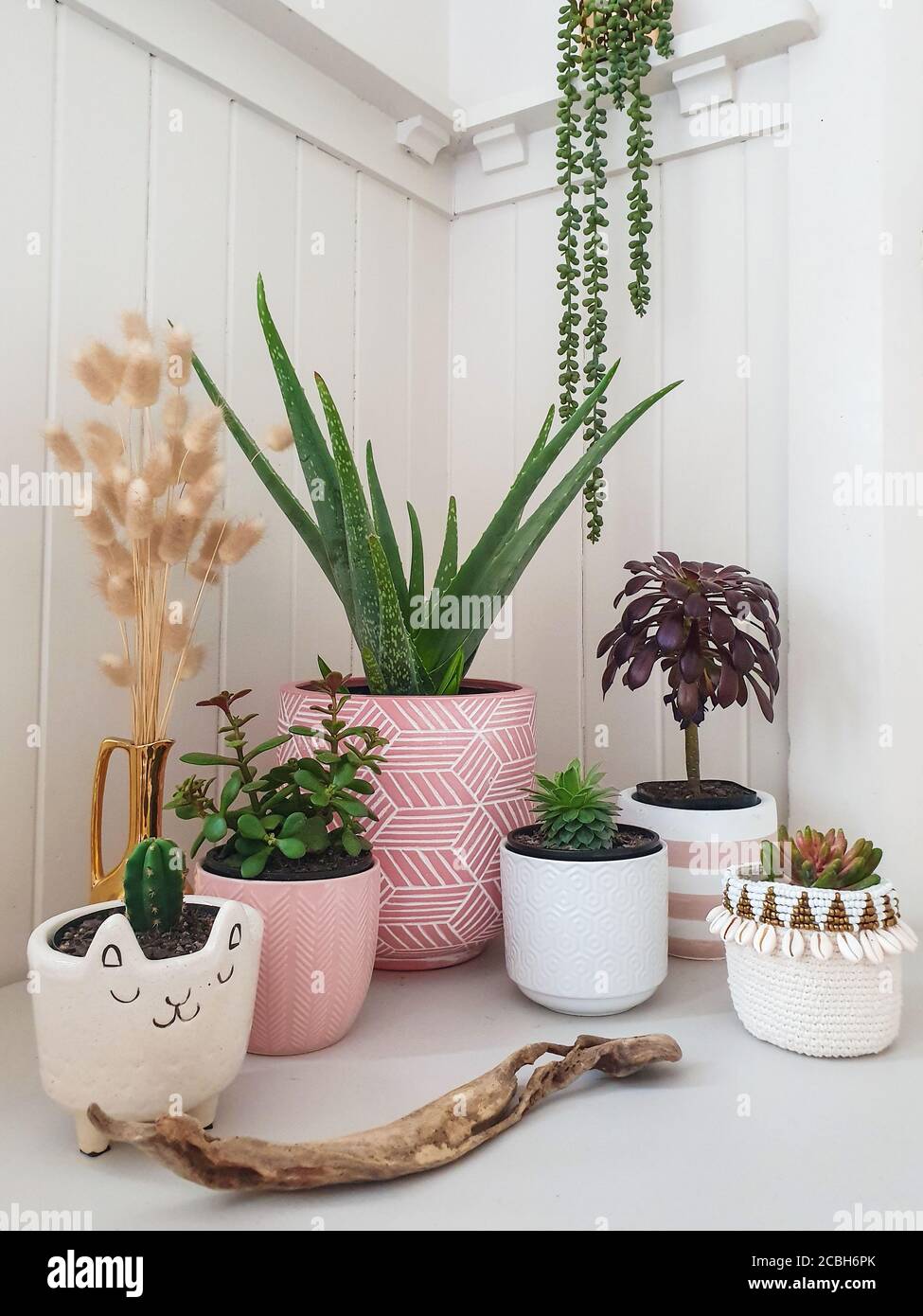 grupo de pequeñas plantas interiores en macetas en la mesa habitación blanca Foto de stock