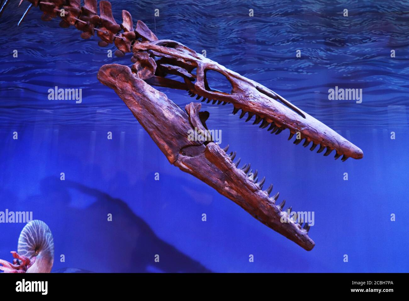 Cráneo de un Plesiosaurio prehistórico Foto de stock