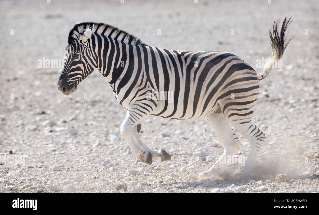 Cerca de Plains Zebra Running Foto de stock
