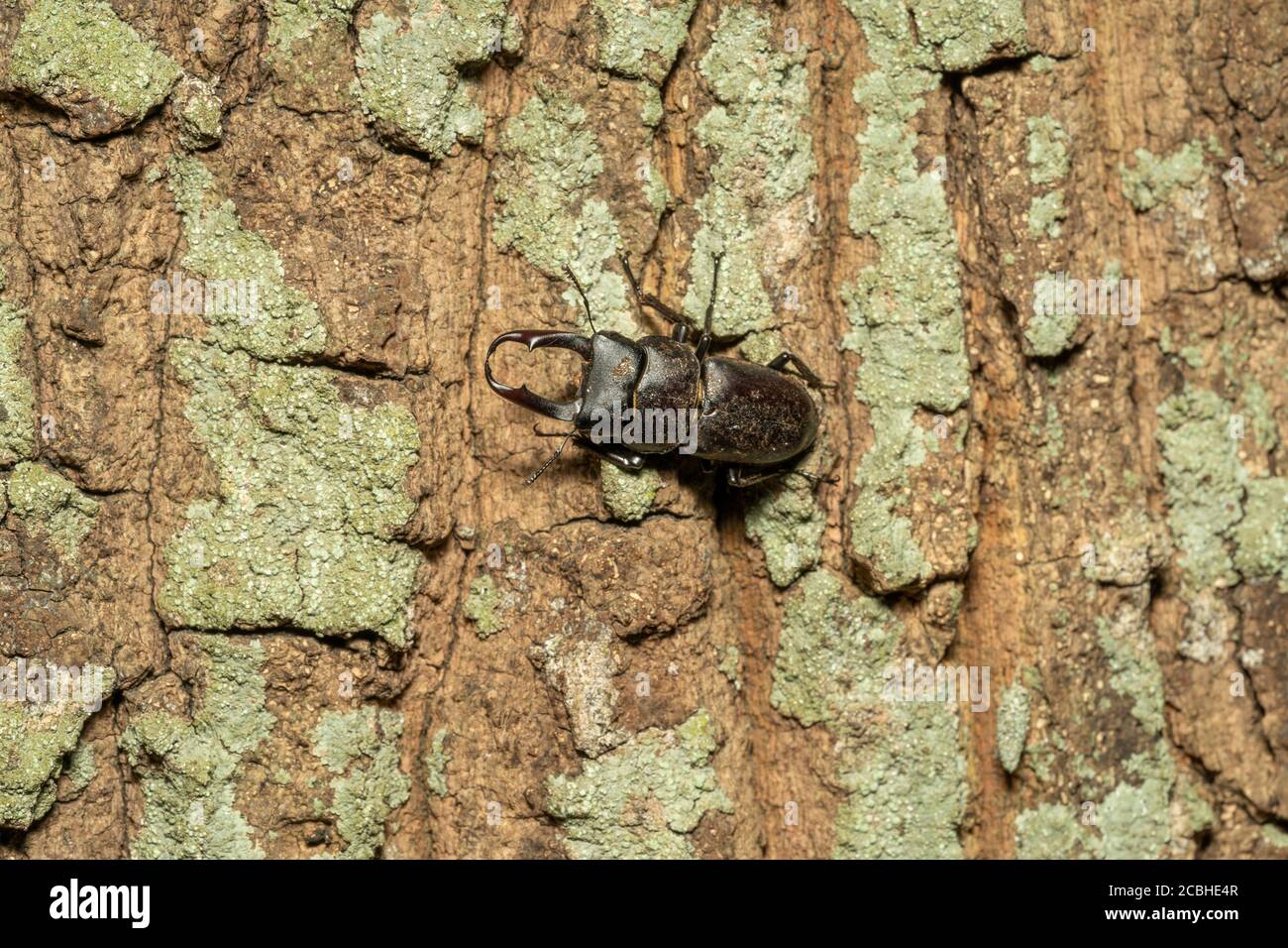 Pequeño escarabajo de ciervo (Dorcus rectus) en Kunugi (roble de diente de sierra), Ciudad de Isehara, Prefectura de Kanagawa, Japón Foto de stock