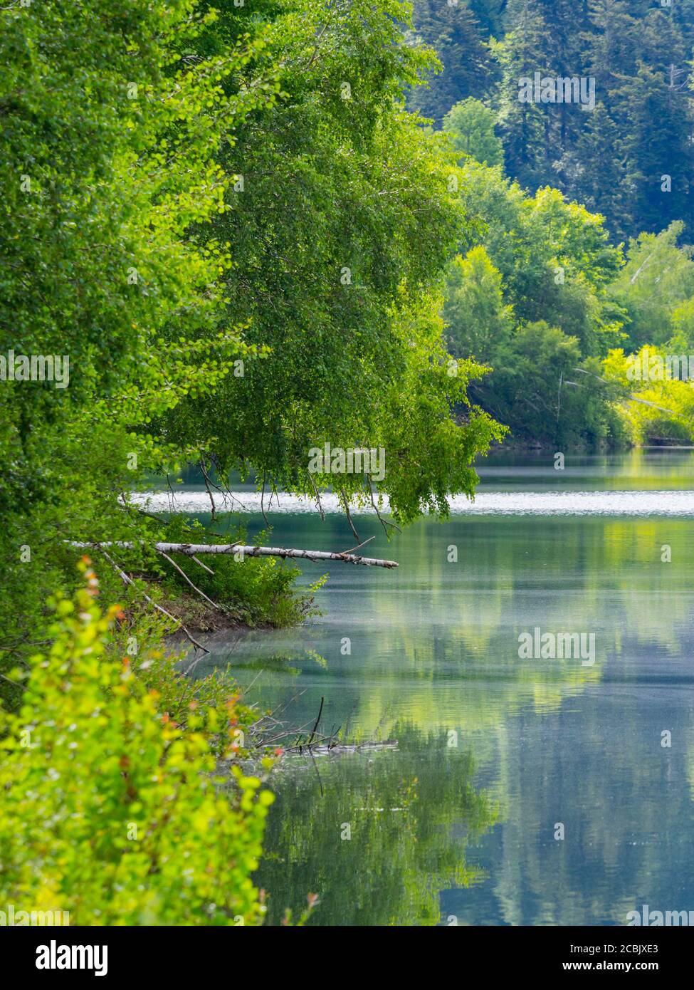 Bosque verde hermosa naturaleza natural preservada ambiente temporada de primavera En el lago Mrzla vodica en Croacia Europa Foto de stock