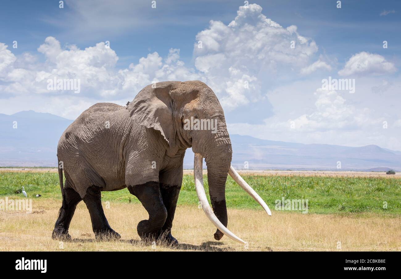 Gran elefante toro con enormes colmillos caminando en el Amboseli llanuras en Kenia Foto de stock