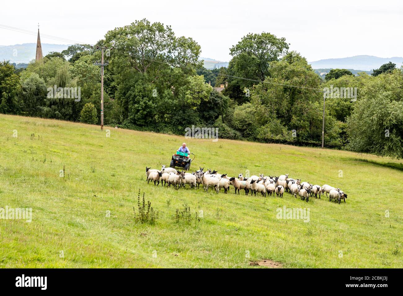 Un granjero usando una quad para redondear a sus ovejas en el pueblo de Cotswold de Stanton, Gloucestershire, Reino Unido Foto de stock