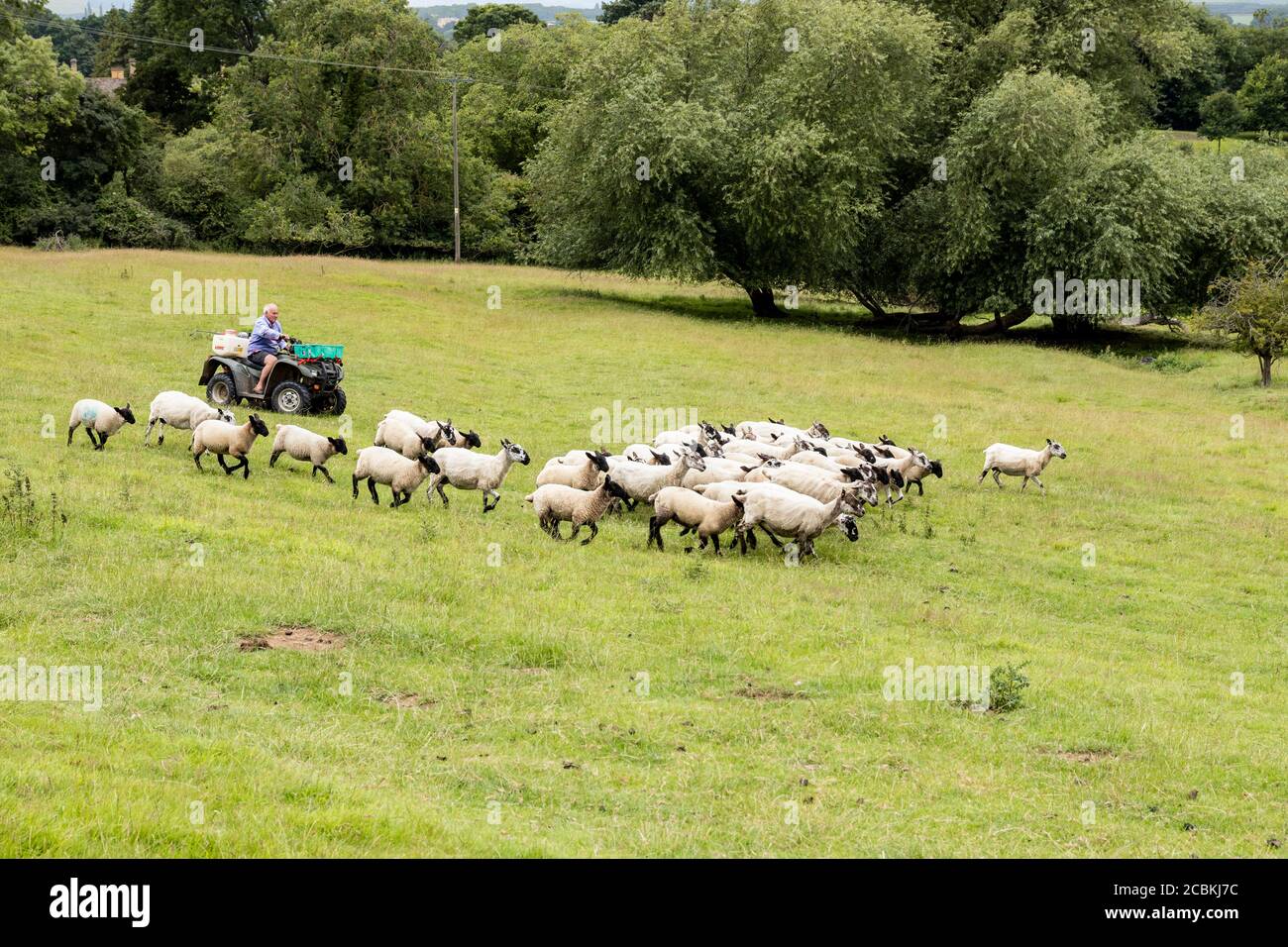 Un granjero usando una quad para redondear a sus ovejas en el pueblo de Cotswold de Stanton, Gloucestershire, Reino Unido Foto de stock