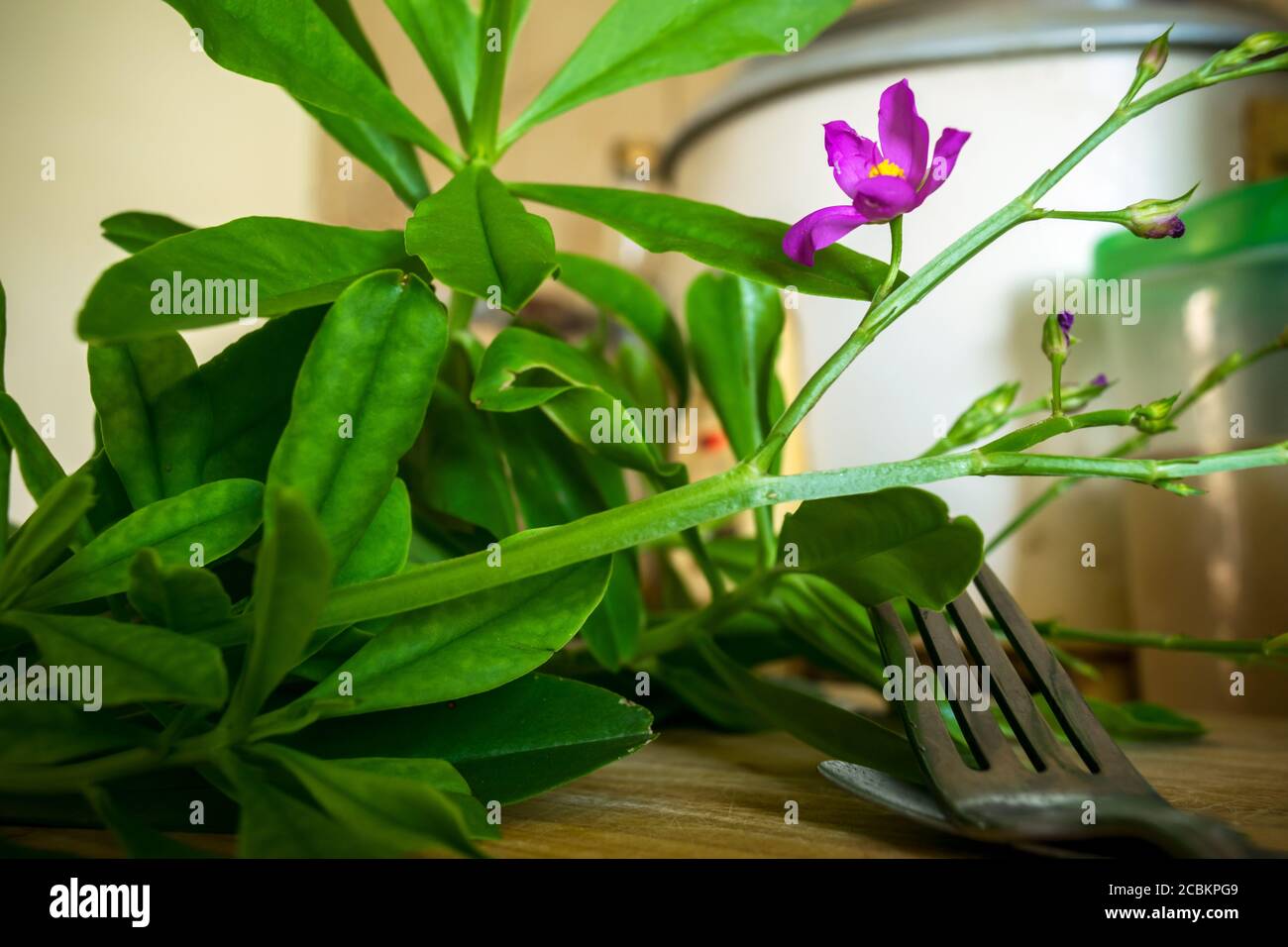 Hojas de espinaca y flor en la cocina con una cocina de arroz en el fondo y un tenedor cerca. Foto de stock