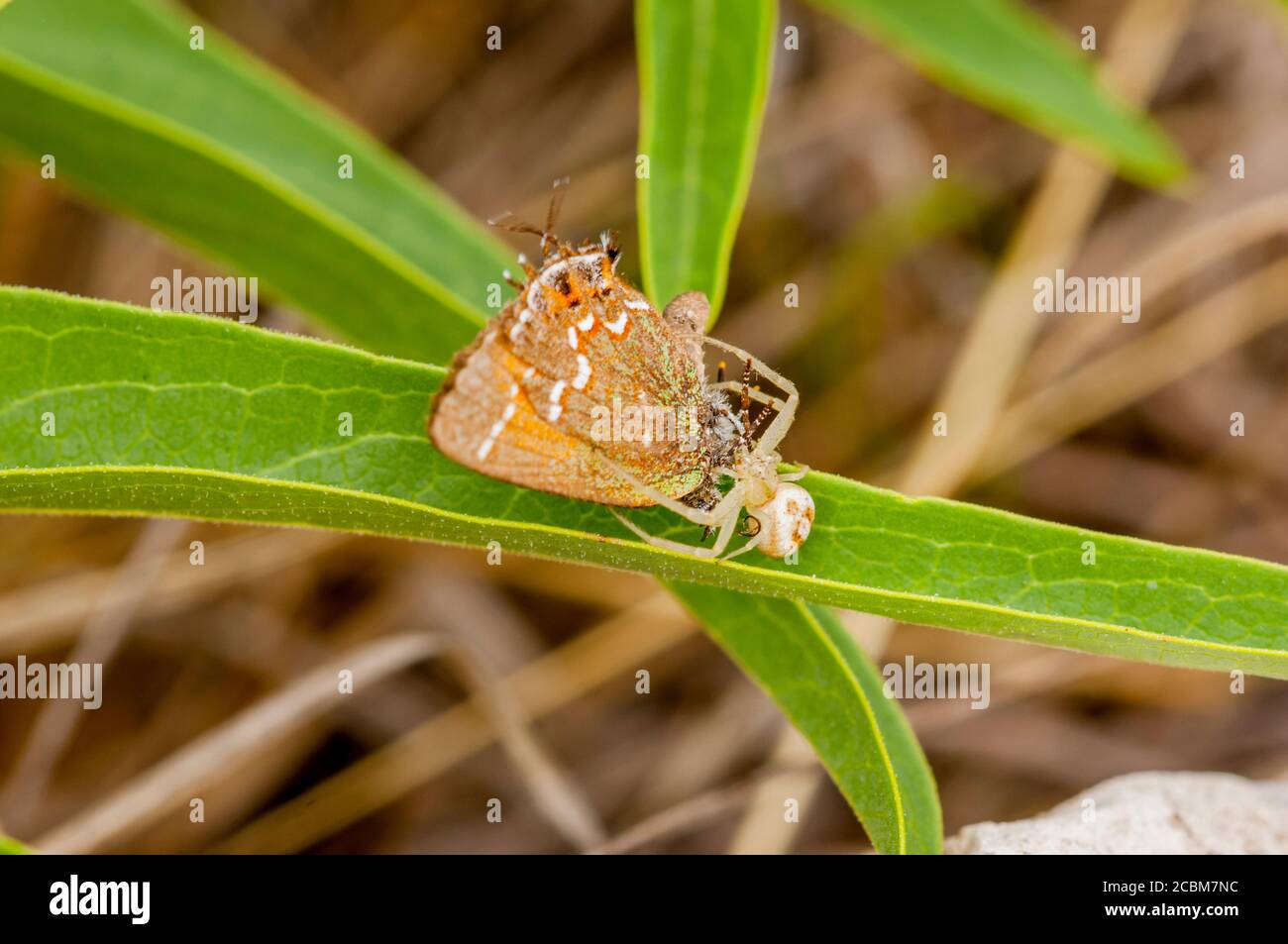 Una araña de cangrejo atrapó una mariposa de enebro de oliva hairstreak en el Hill Country de Texas cerca de Hunt, Estados Unidos. Foto de stock