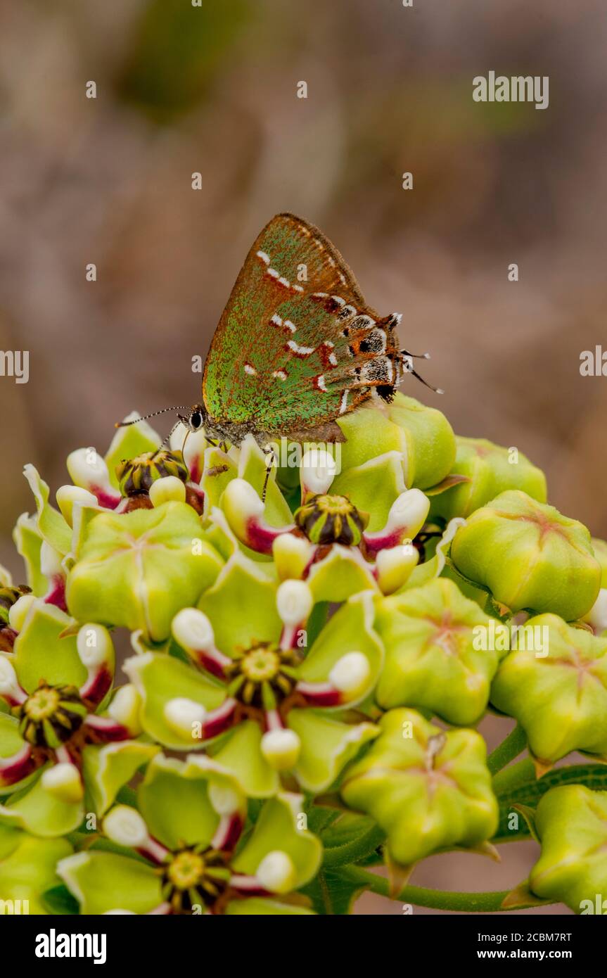 Un pelo de la enebro de oliva (Callophrys gryneus gryneus) Mariposa en una Asclepias asperula (Antelope-Horns Milkweed) Flor en el país de la colina de Te Foto de stock