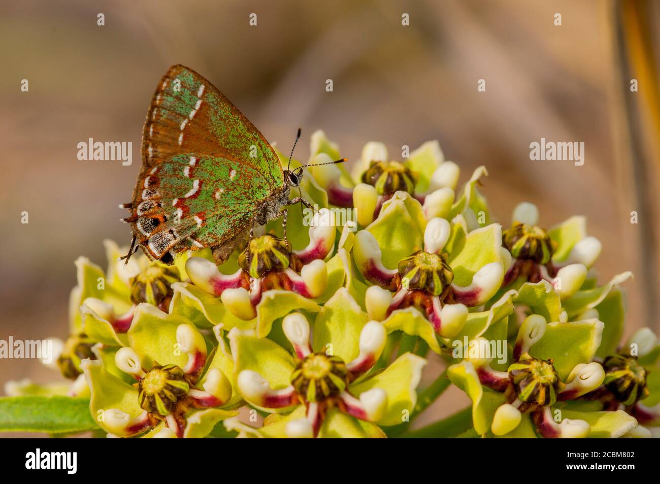Un pelo de la enebro de oliva (Callophrys gryneus gryneus) Mariposa en una Asclepias asperula (Antelope-Horns Milkweed) Flor en el país de la colina de Te Foto de stock