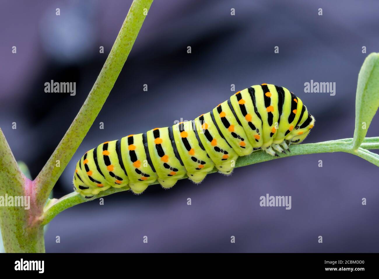 Oruga de cola de cisne del Viejo Mundo (Papilio machaon). Foto de stock