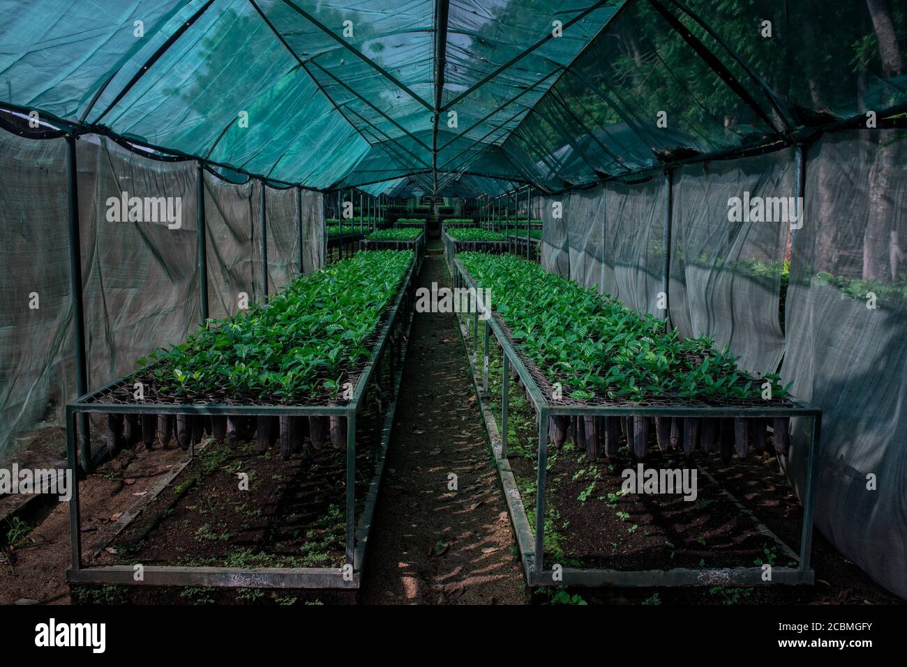 America Central El Salvador Santa Ana Plantas De Cafe Jovenes En Un Vivero En El Interior De La Planta Procesadora Las Tres Puertas Y Campos De Cafe El Fotografia De Stock