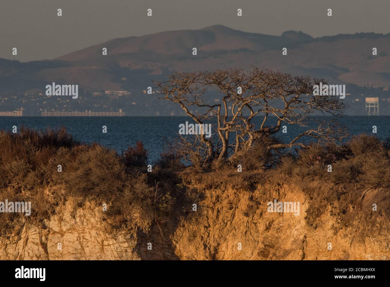 Un solo árbol con forma de garceta crece en una pequeña isla en la bahía de San Pablo, en el área de la bahía de San Francisco. Foto de stock