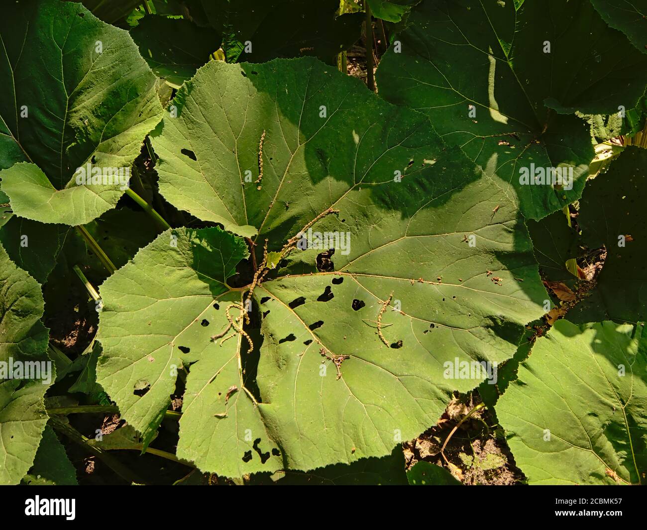 Hoja de bubur verde grande y soleada o de pie de coltsfoot en un pantano - Petasitas Foto de stock