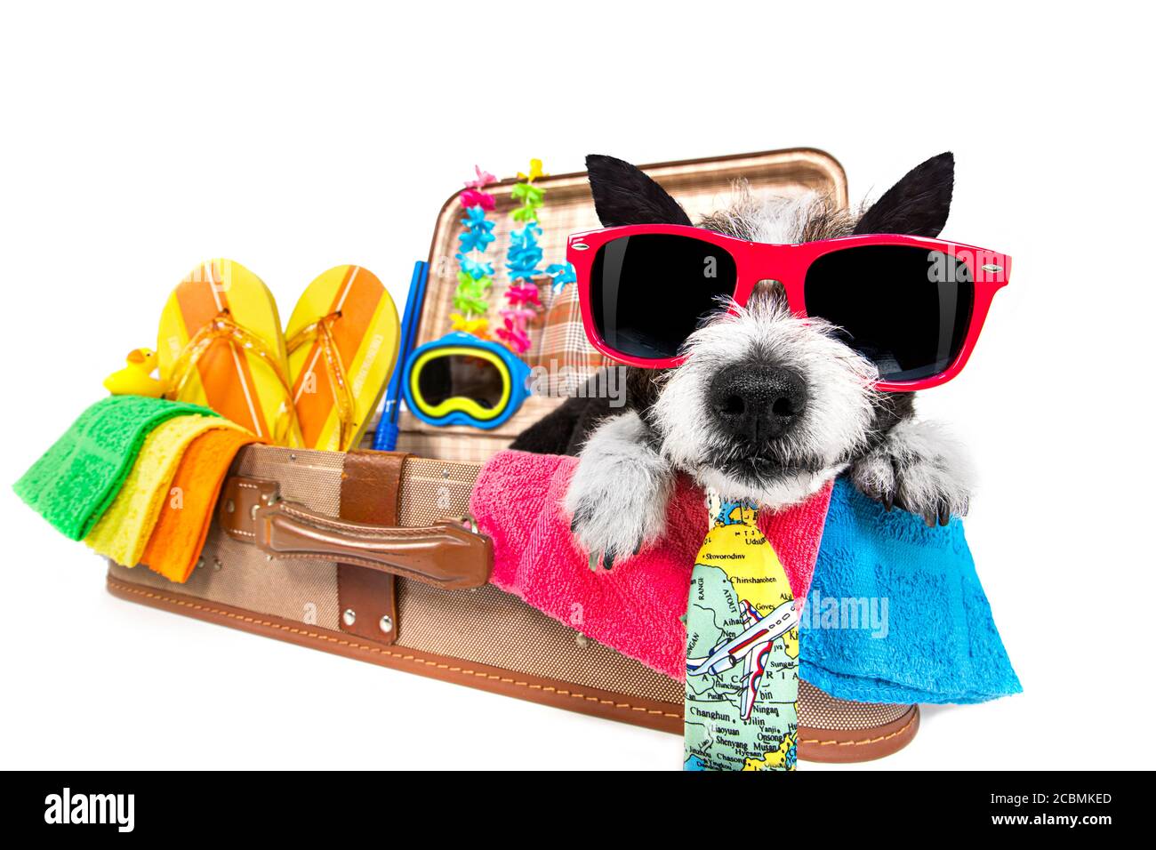 vacaciones de verano perro de fideos en lugagge listo para las vacaciones  en la playa o el paraíso, aislado sobre fondo blanco Fotografía de stock -  Alamy