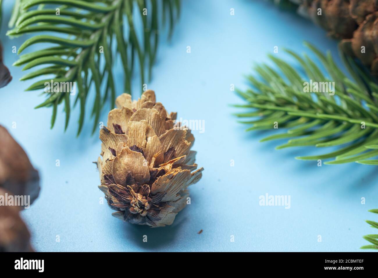 Cono de pino marrón sobre fondo azul con árbol de Navidad con espacio de copia Foto de stock