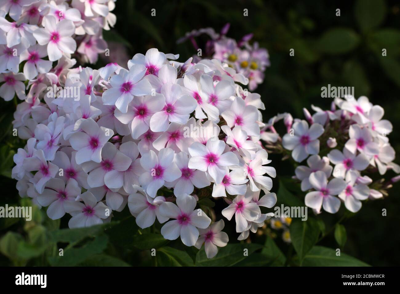 Phlox es blanco con un centro rosa en el jardín de verano. Una maravillosa planta de jardín al aire libre. Foto de stock